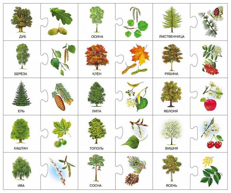 Деревья картинки для детей с названиями карточки распечатать