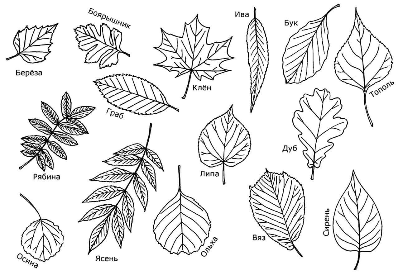 Листья деревьев: названия, стихи, раскраски, кроссворд
