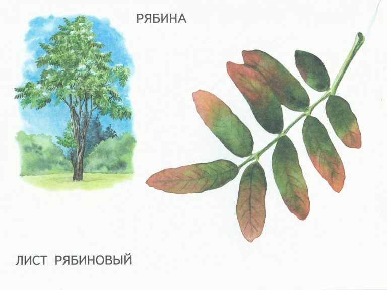 Деревья с белыми листьями фото и названия