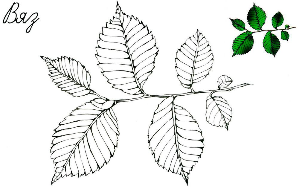 Листья деревьев: названия, стихи, раскраски, кроссворд